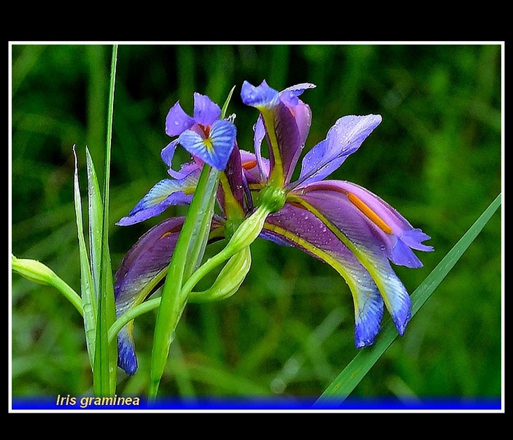 iris graminea