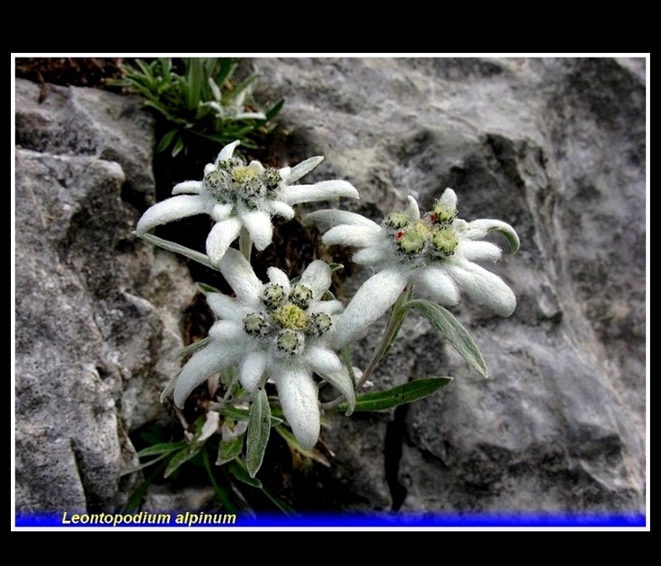 leontopodium alpinum