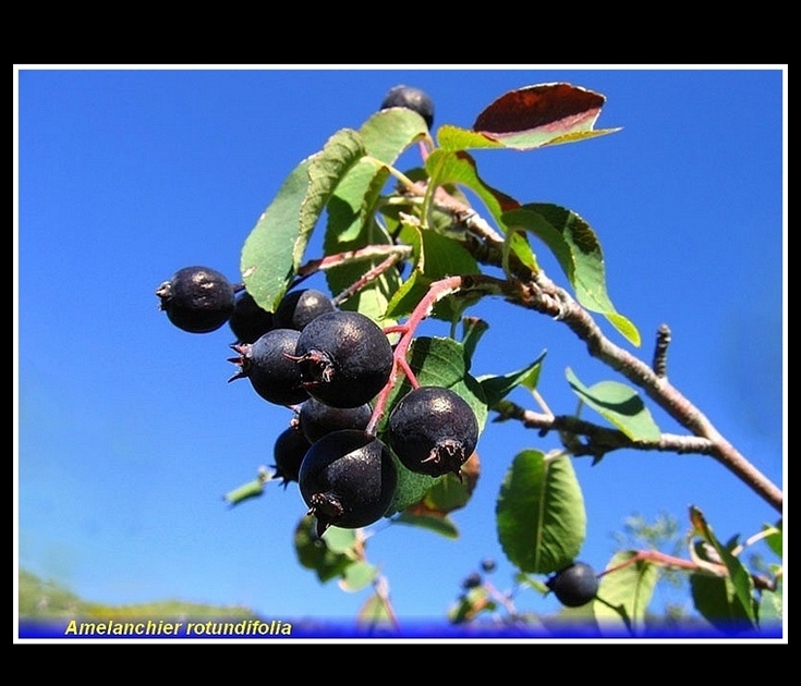 amelanchier rotundifolia