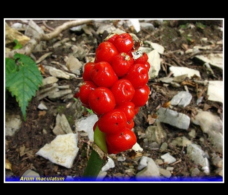 arum maculatum