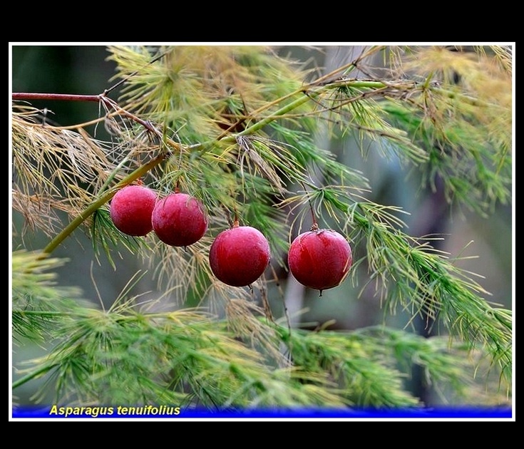 asparagus tenuifolius