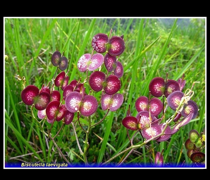 biscutella laevigata