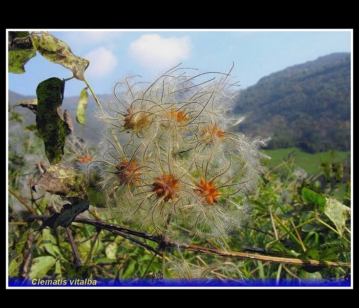 clematis vitalba