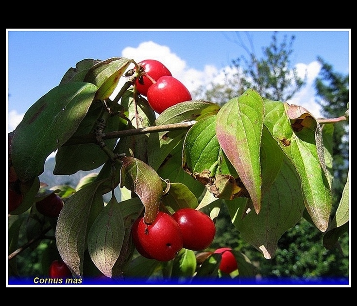 cornus mas