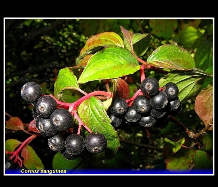 cornus sanguinea