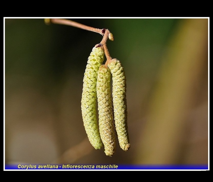 corylus avellana