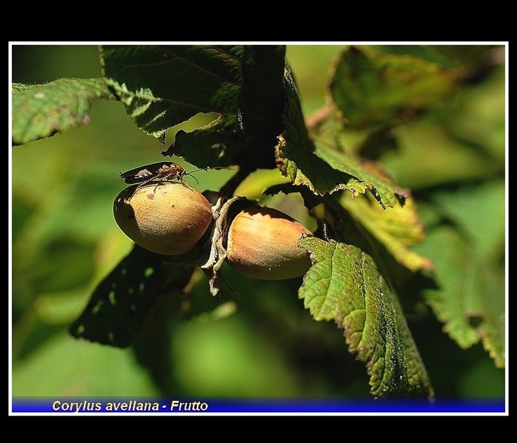 corylus avellana - frutto