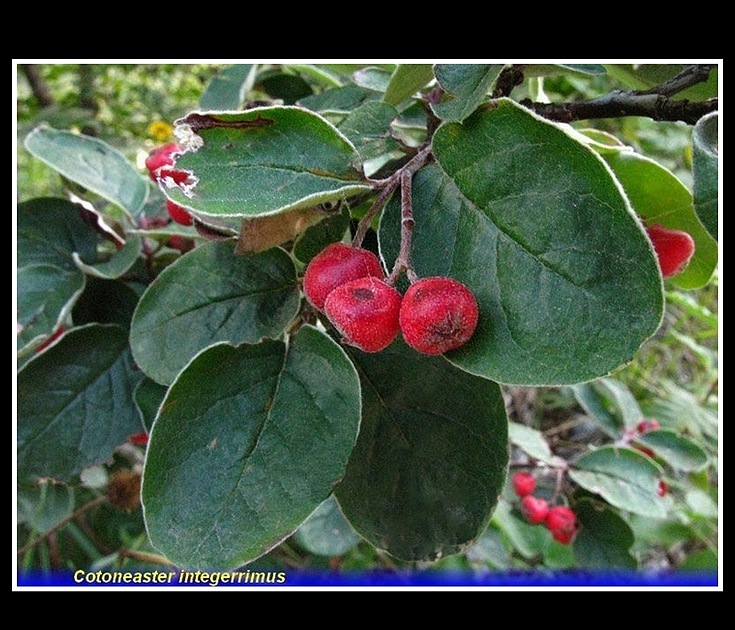 cotoneaster integerrimus