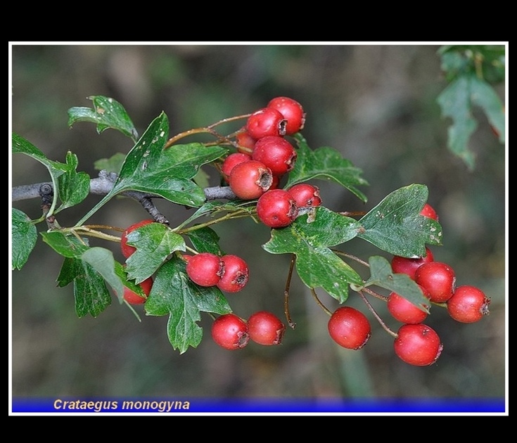 crataegus monogyna