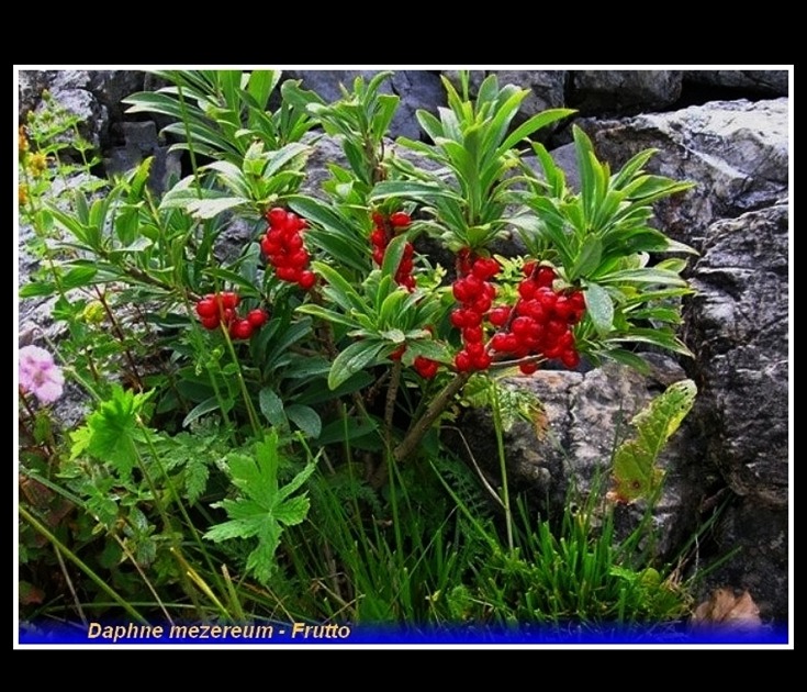 daphne mezereum