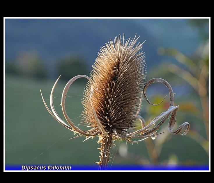 dipsacus follonum