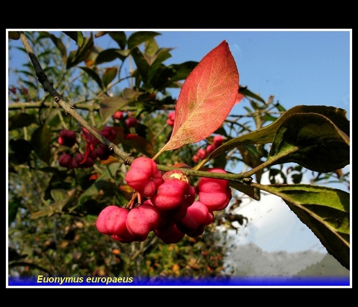 euonymus europaeus