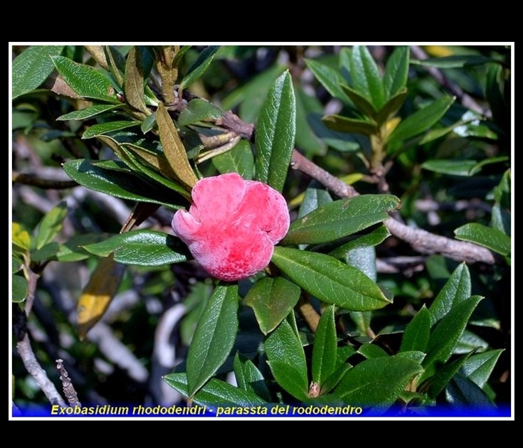 exobasidium rhododendri