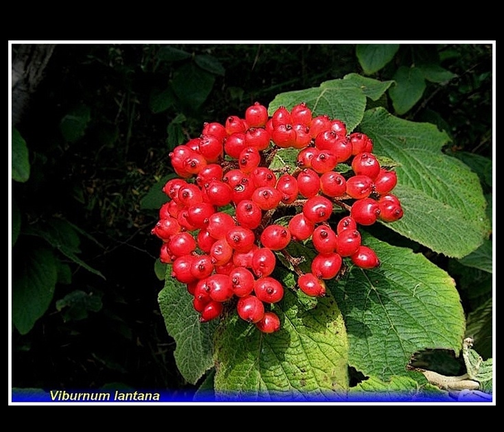 viburnum lantana