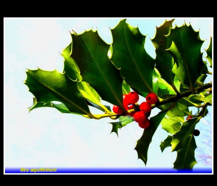 ilex aquifolium