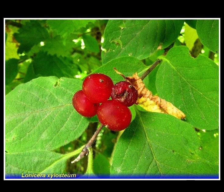 lonicera xylosteum