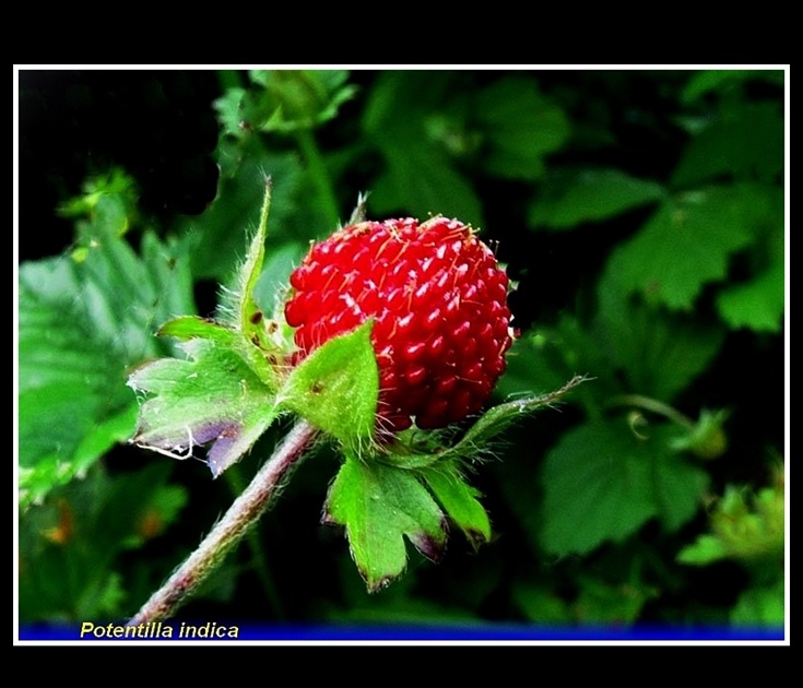 potentilla indica