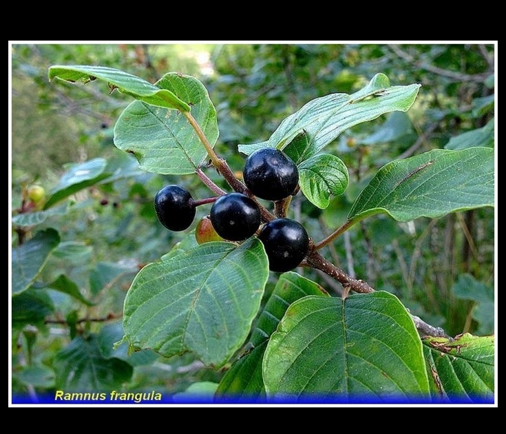 rhamnus frangula
