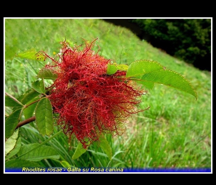 rhodites rosae