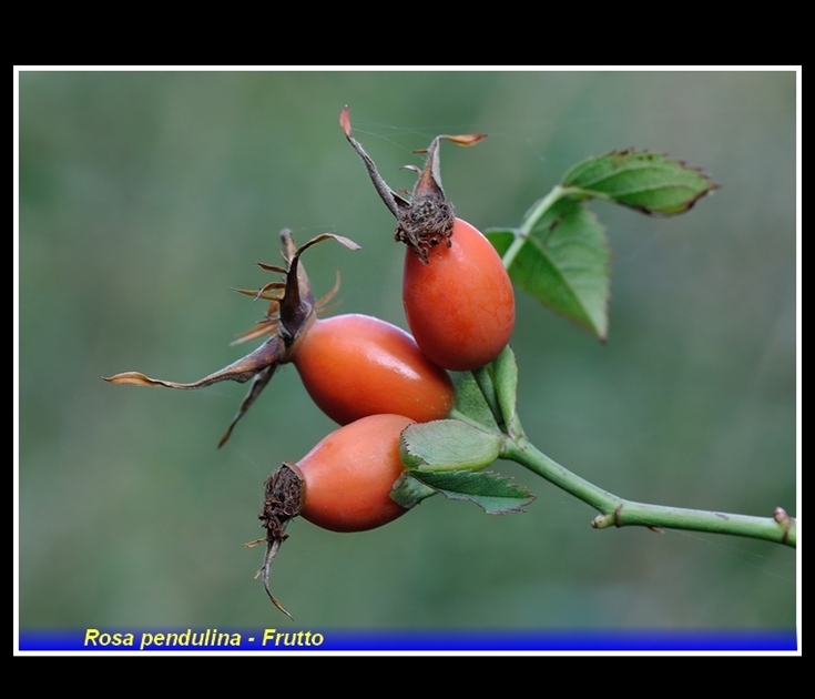 rosa pendulina- frutto