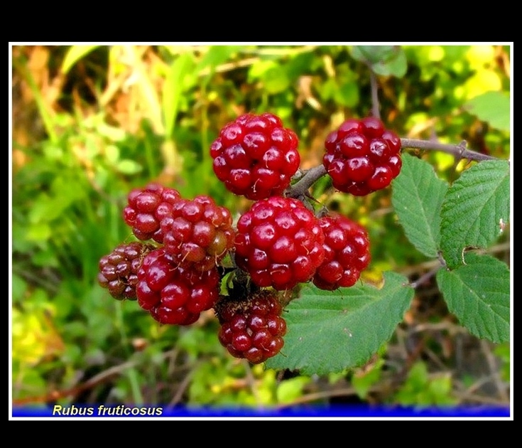 rubus fruticosus