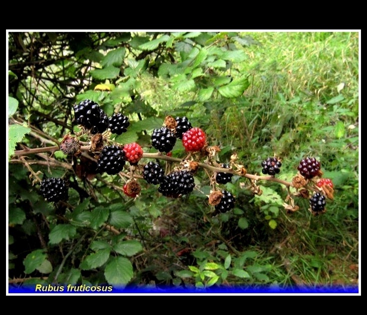 rubus fruticosus .
