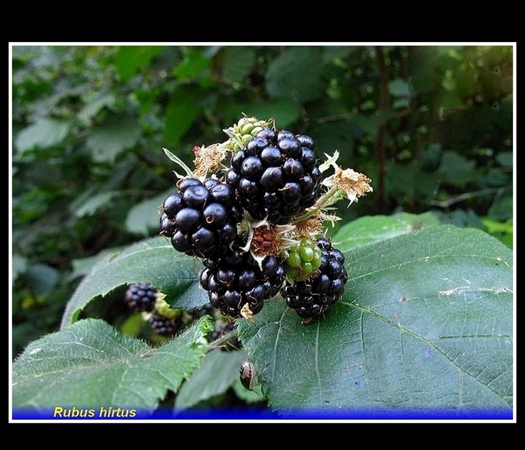 rubus hirtus 