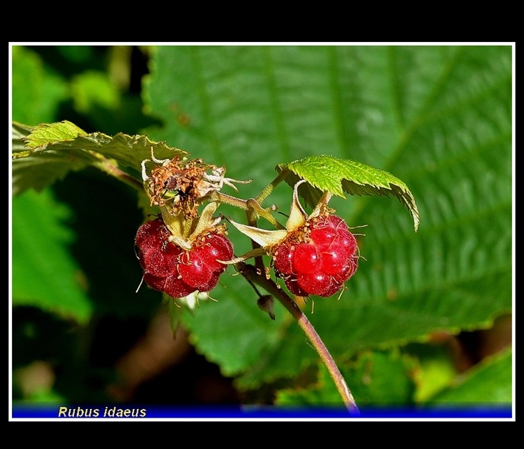 rubus idaeus