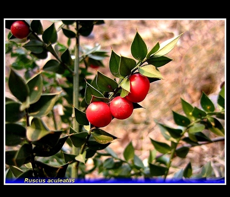 ruscus aculeatus