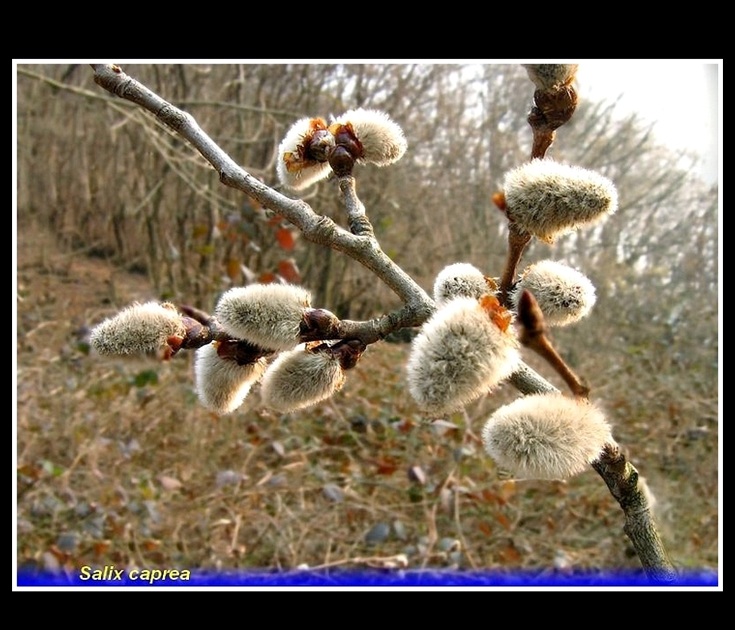 salix caprea