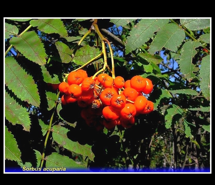 sorbus acuparia