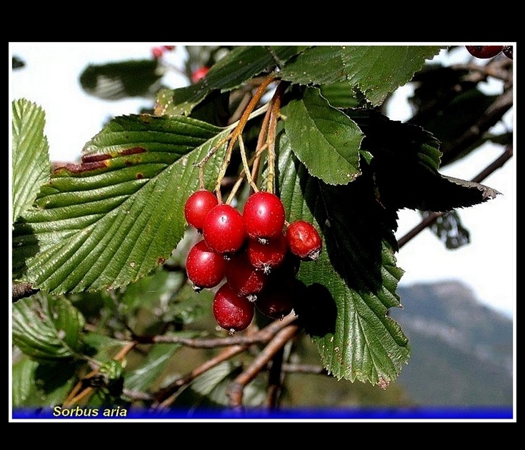sorbus aria