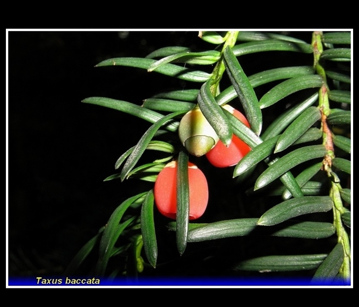 taxus baccata