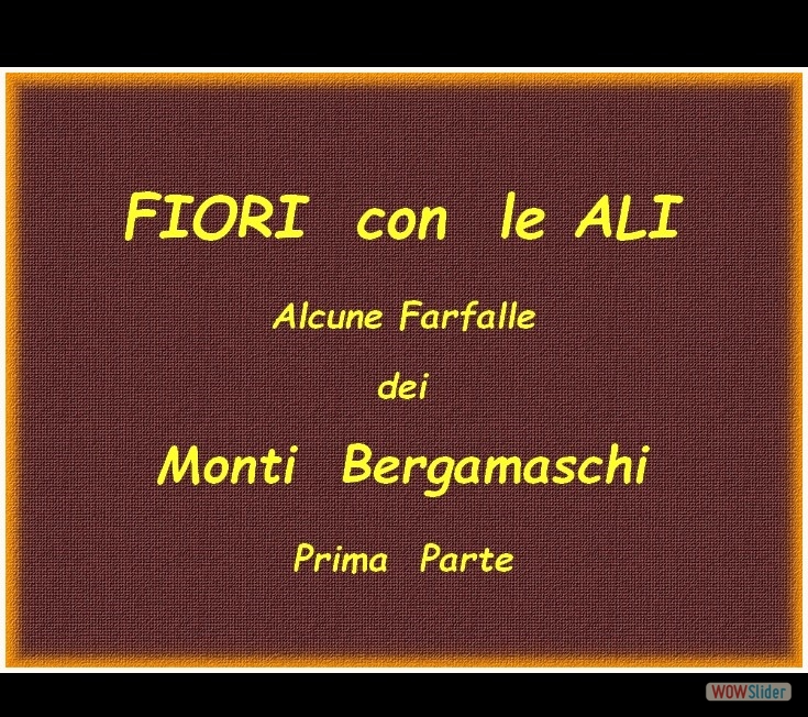 farfalle 1