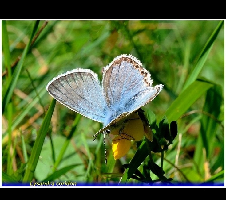 lysandra coridon-