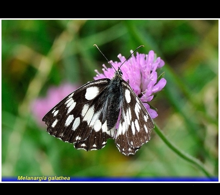melanargia galathea