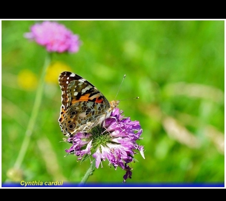 cynthia cardui