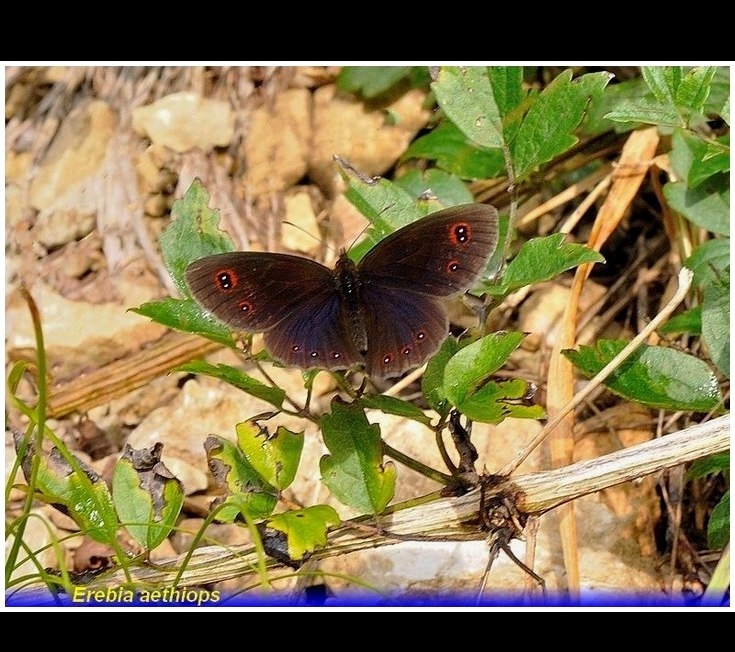 erebia aethiopi