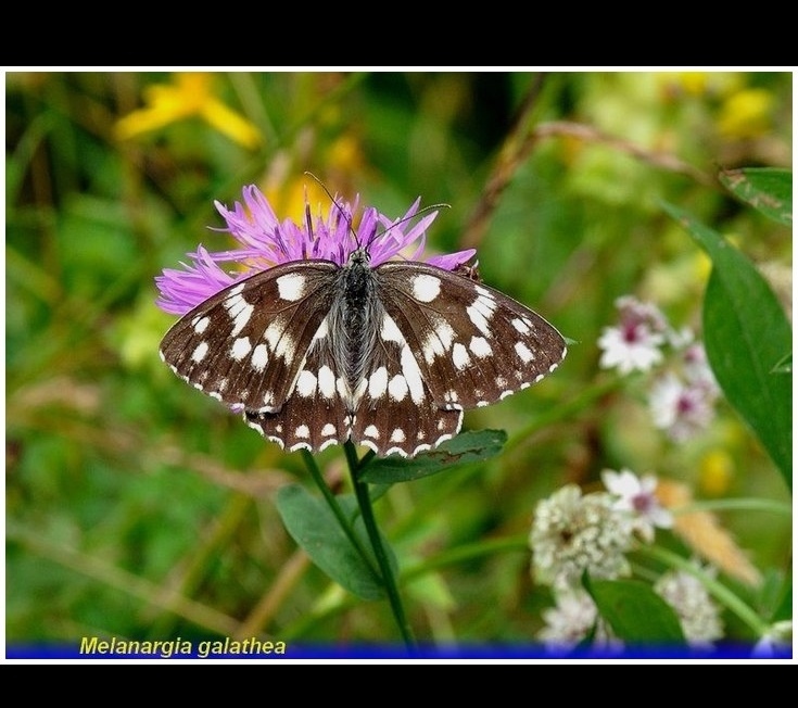 melanargia-galathea-1