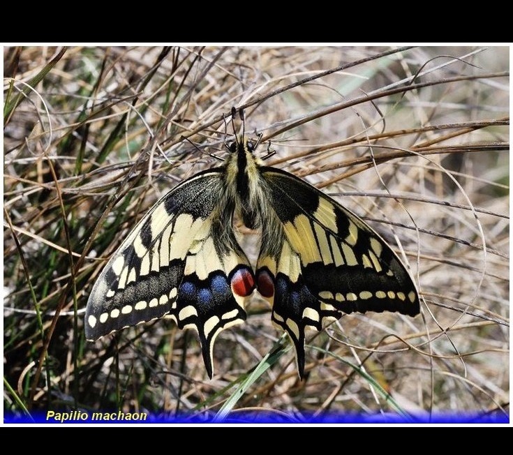 papilio machaon