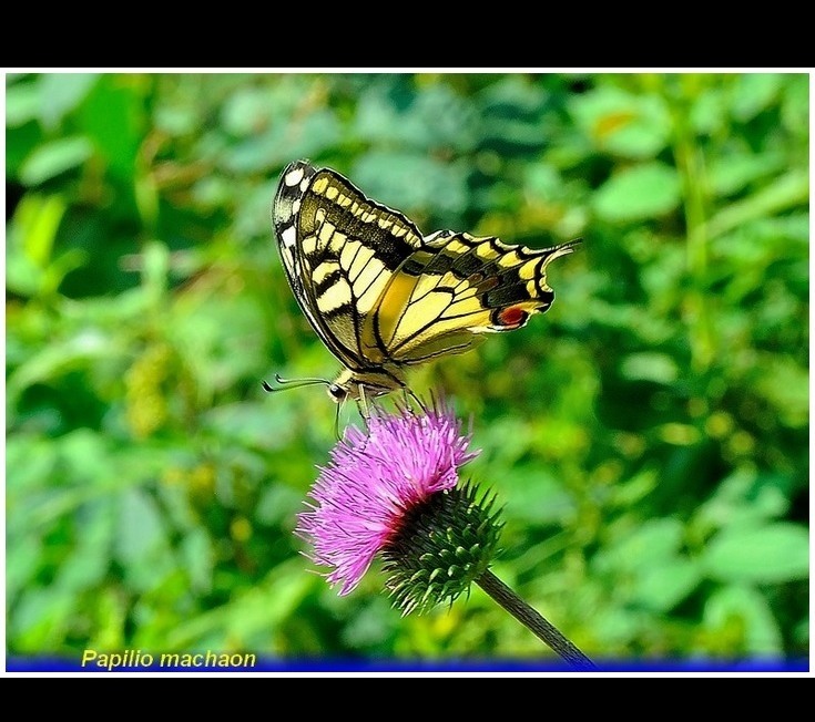 papilio machaon 1