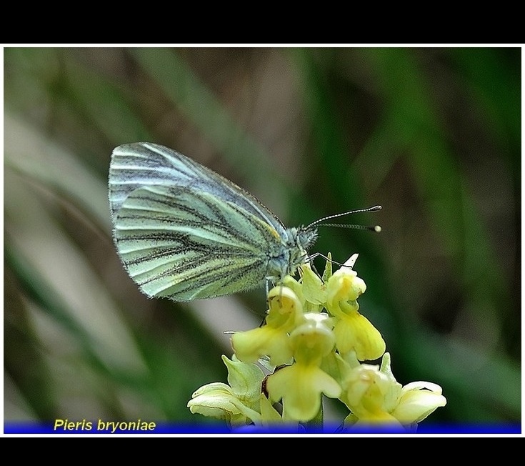 pieris bryoniae