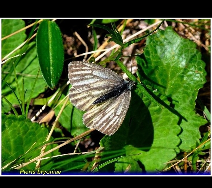 pieris bryoniae 1