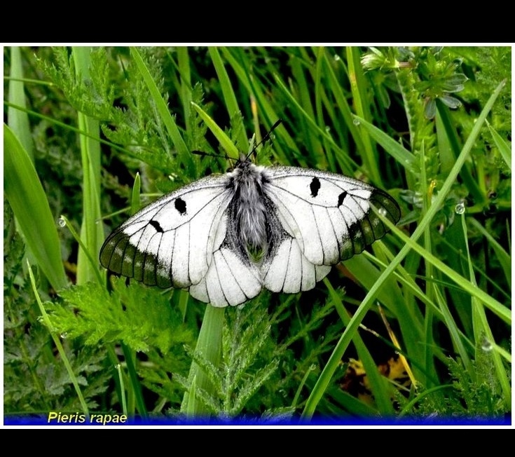 pieris rapae