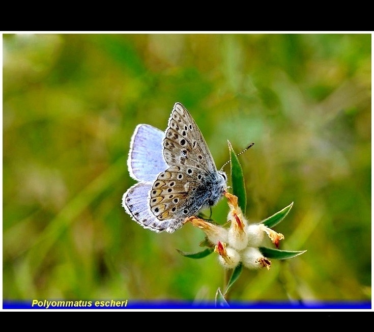 polyommatus escheri-1