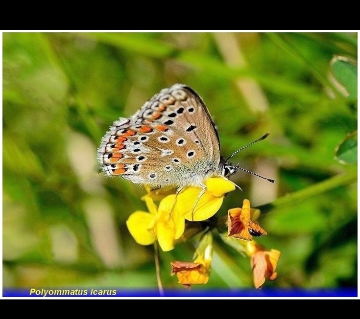 polyommatus icarus