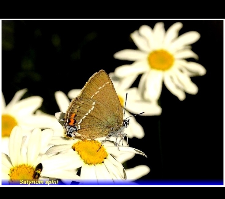 satyrium spini 1