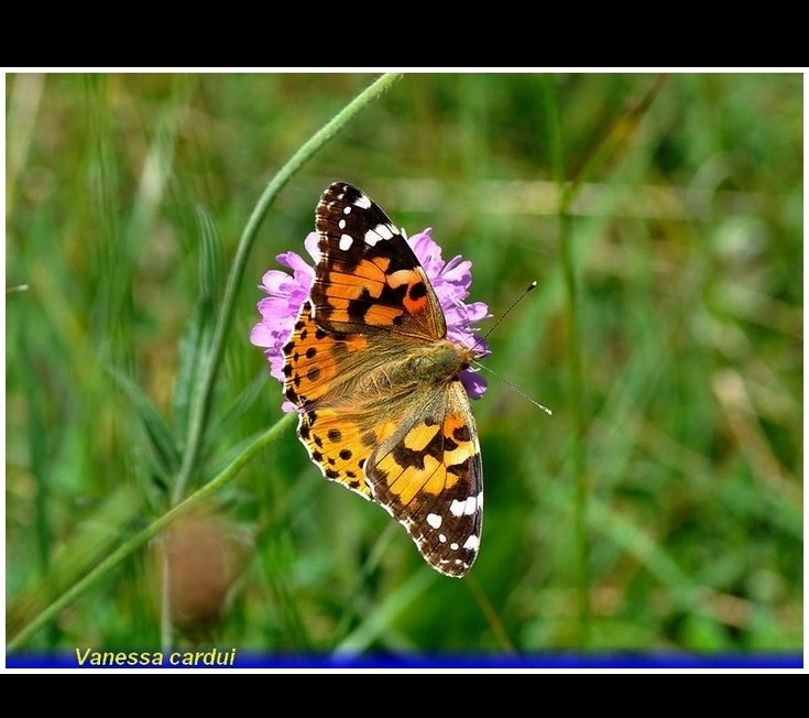 vanessa cardui