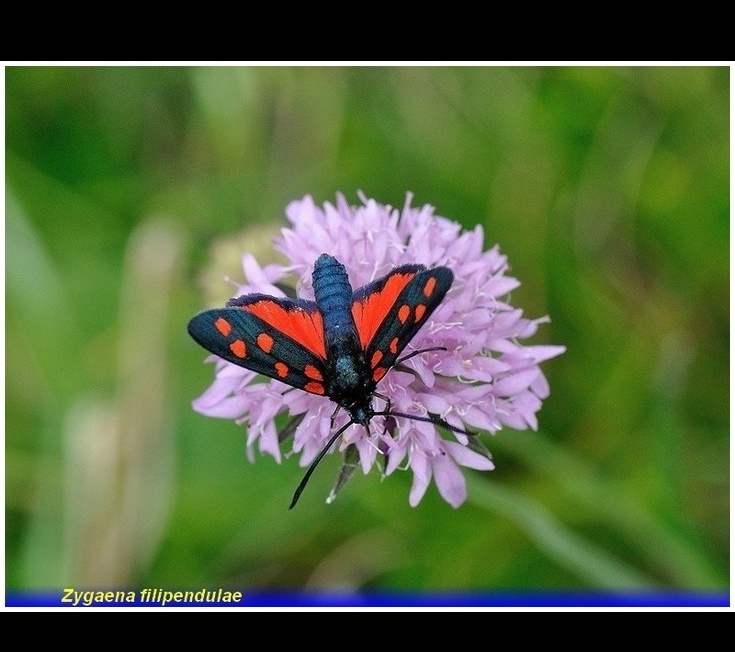 zygaena filipendulae