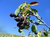 amelanchier rotundifolia